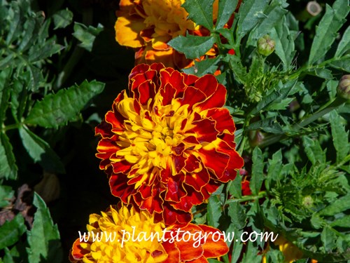 Hero Spry Marigold (Tagetes patula)